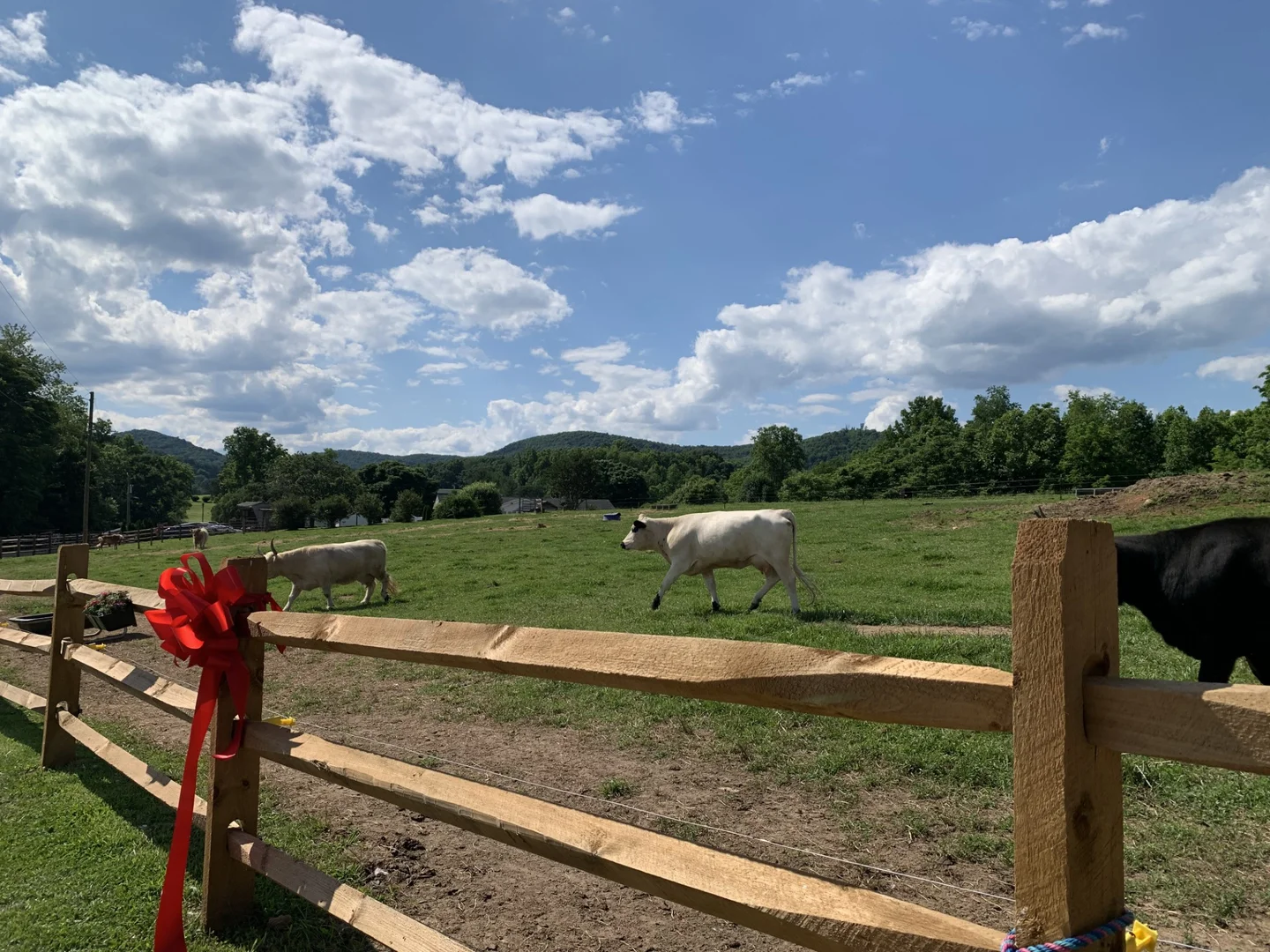 Crooked Creek Highland Cows