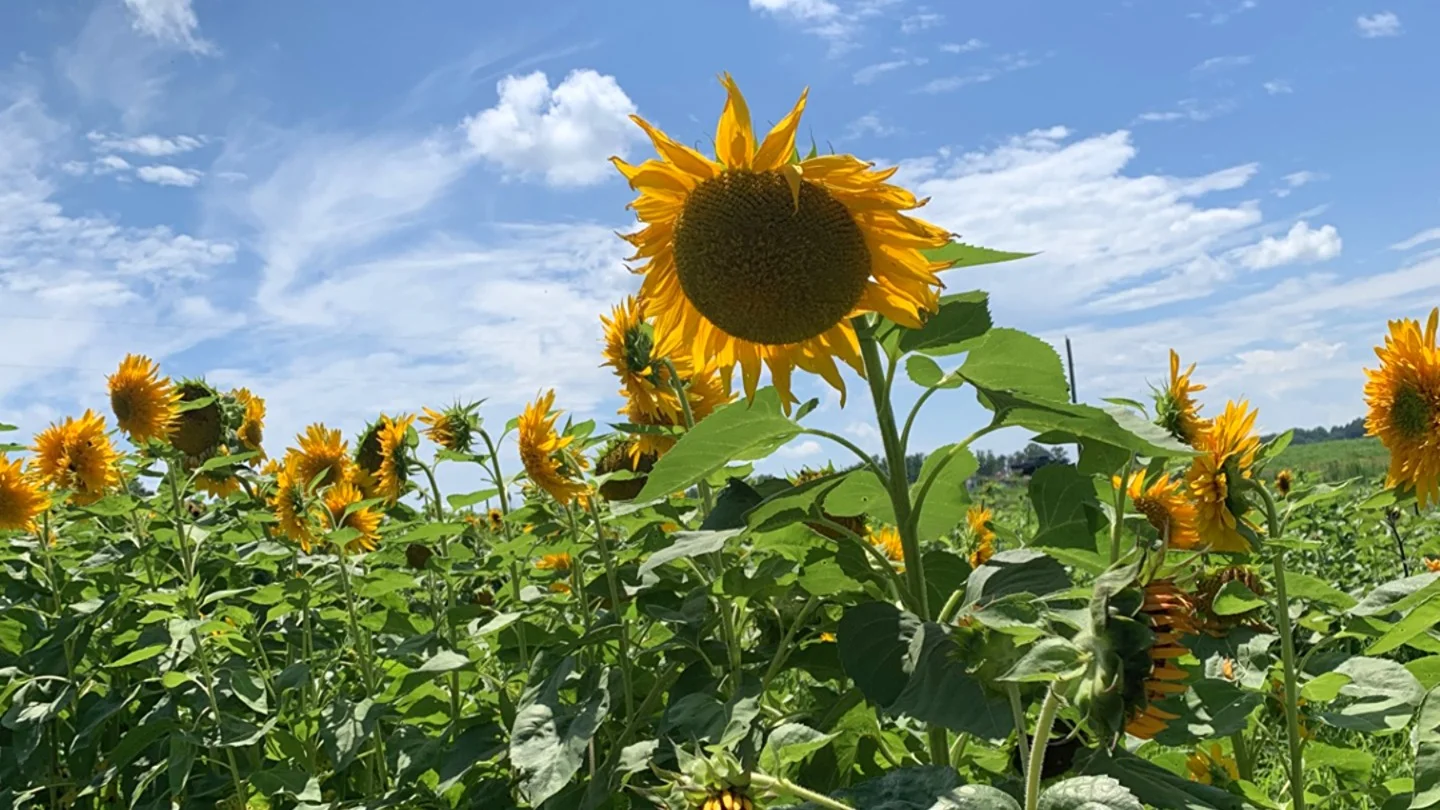 sunflowers galore!